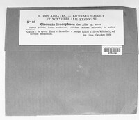 Cladonia leucophaea image